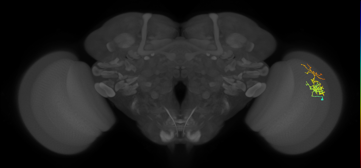 Cm8_R (MaleCNS:52638)