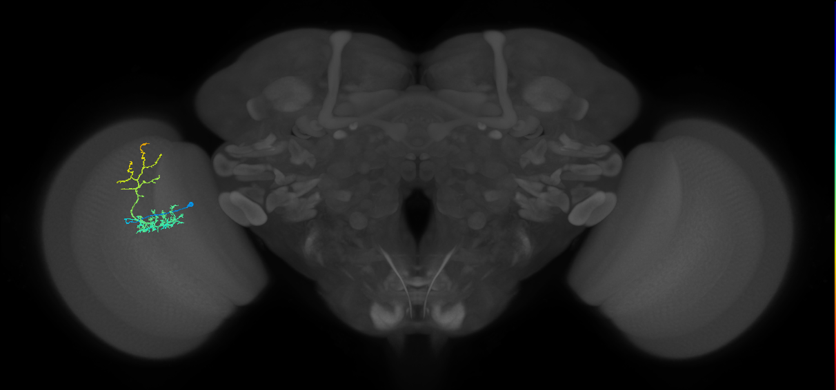 Cm8_L (MaleCNS:531723)