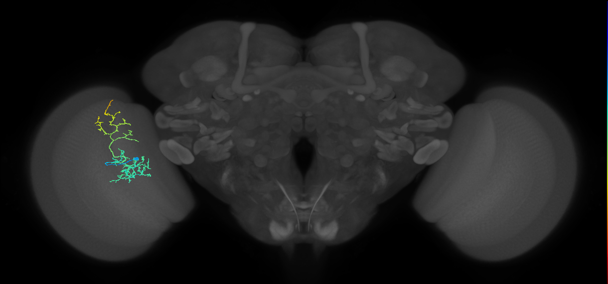 Cm8_L (MaleCNS:534076)