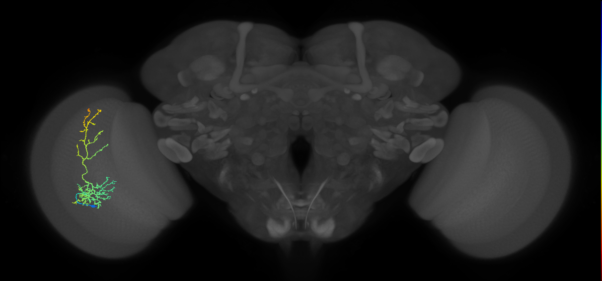 Cm8_L (MaleCNS:22221)