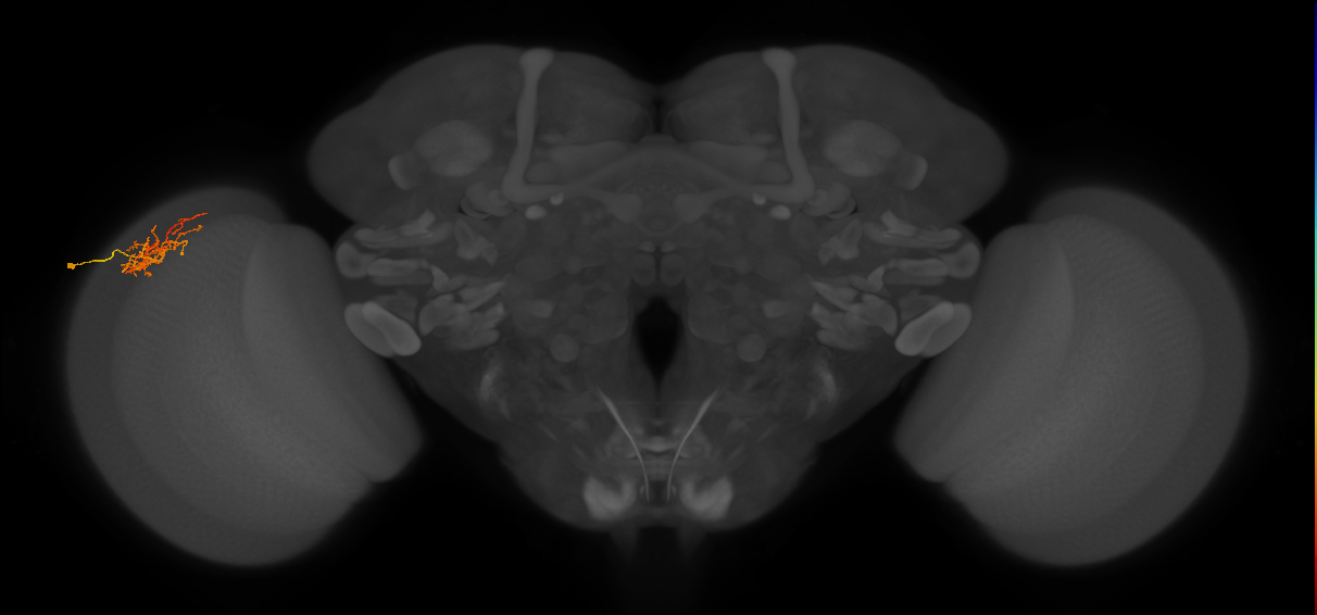 Cm8_L (MaleCNS:79668)