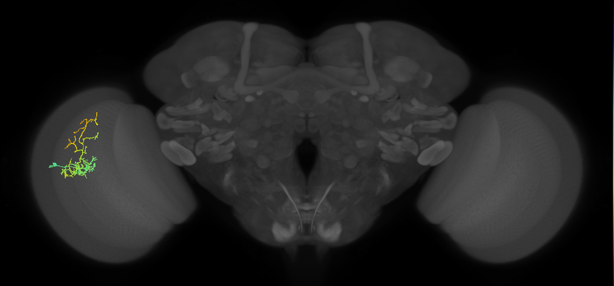 Cm8_L (MaleCNS:13193)