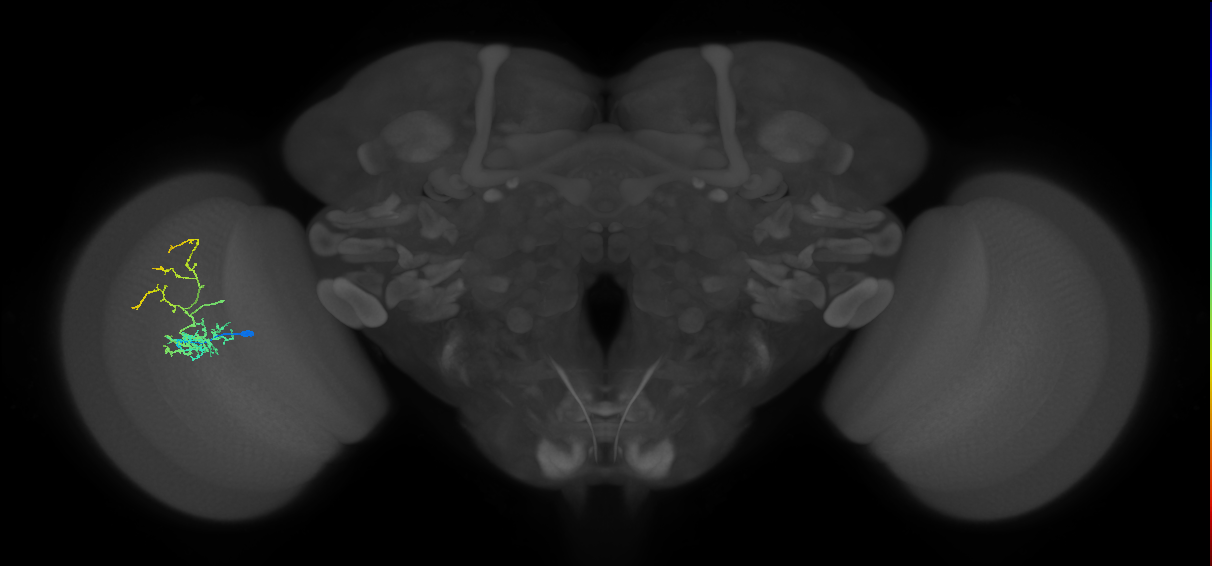 Cm8_L (MaleCNS:36855)