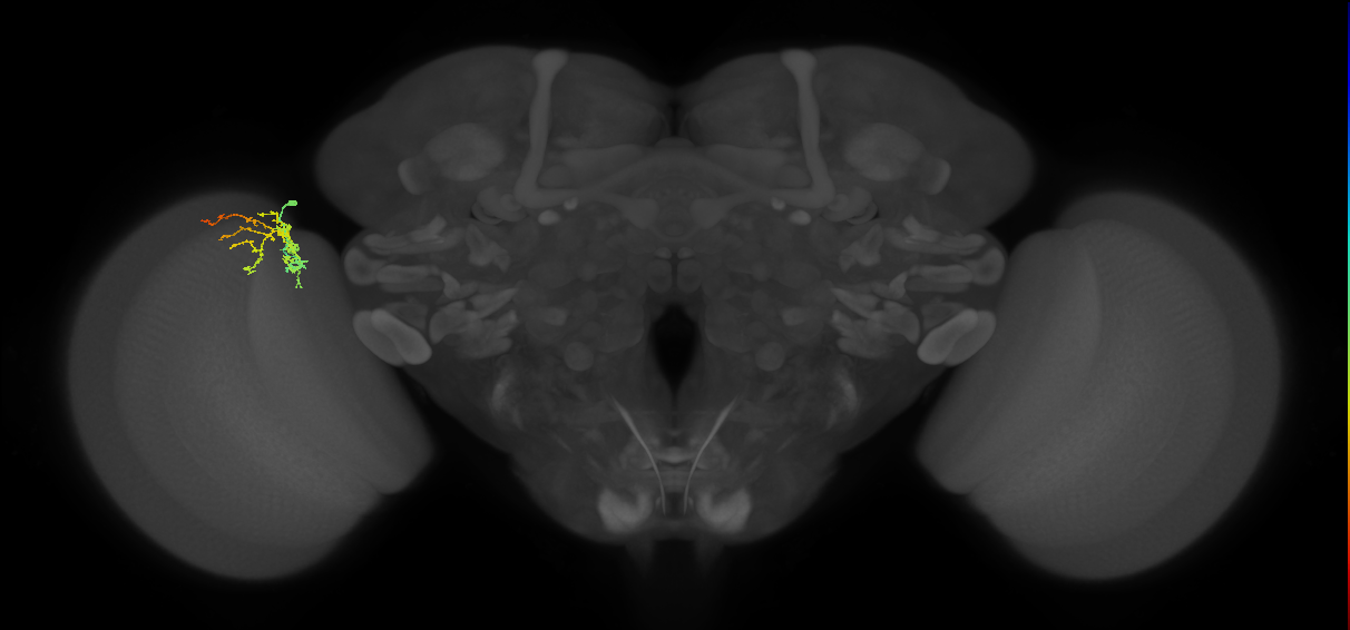 Cm8_L (MaleCNS:90085)