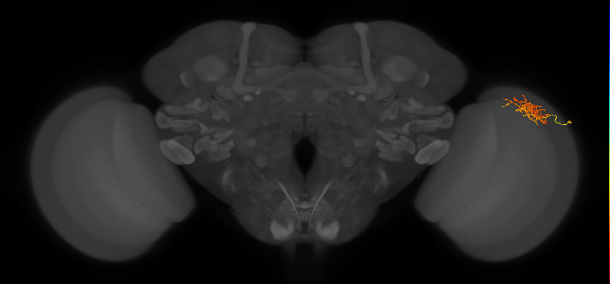Cm8_R (MaleCNS:57840)