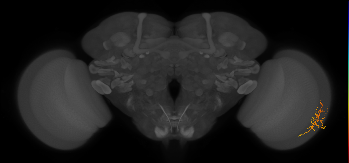 Cm8_R (MaleCNS:87451)