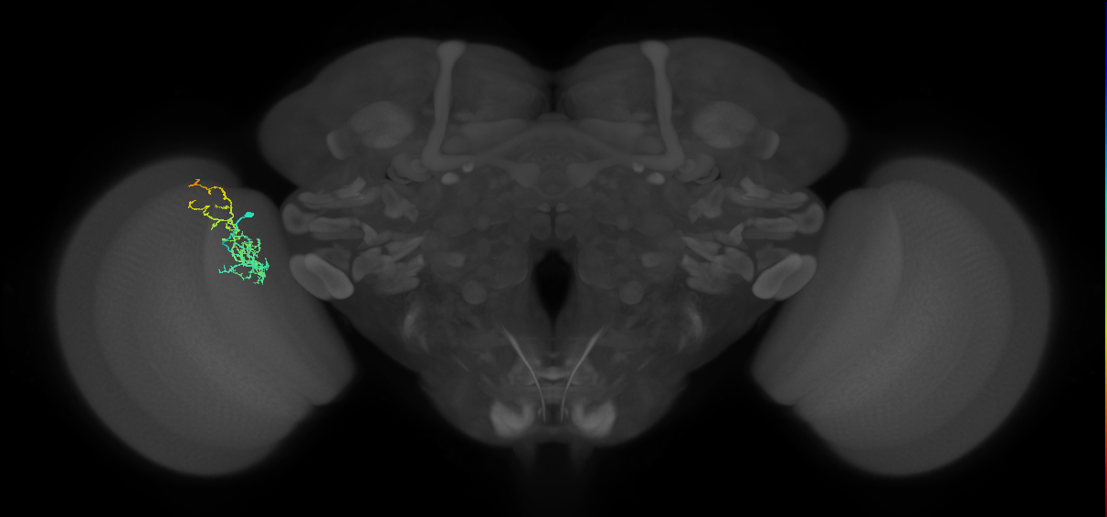 Cm8_L (MaleCNS:70458)