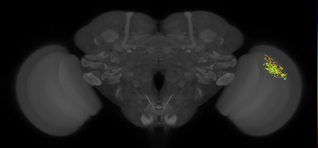 Cm8_R (MaleCNS:52069)