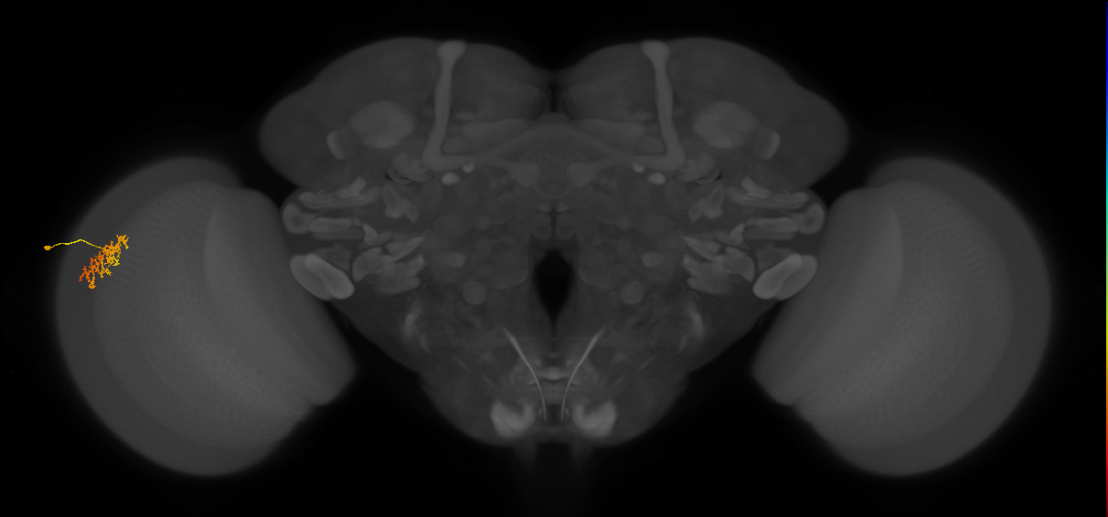 Cm9_L (MaleCNS:96097)