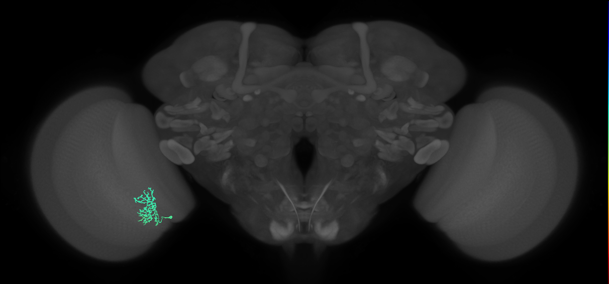 Cm9_L (MaleCNS:139396)