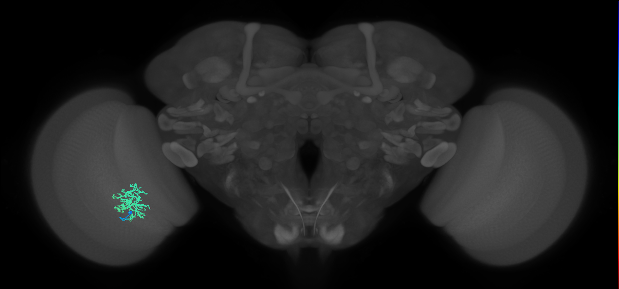Cm9_L (MaleCNS:534104)