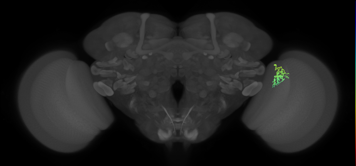 Cm9_R (MaleCNS:97153)