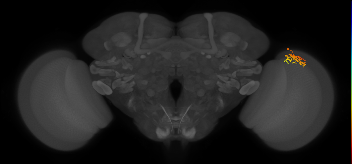 Cm9_R (MaleCNS:71069)