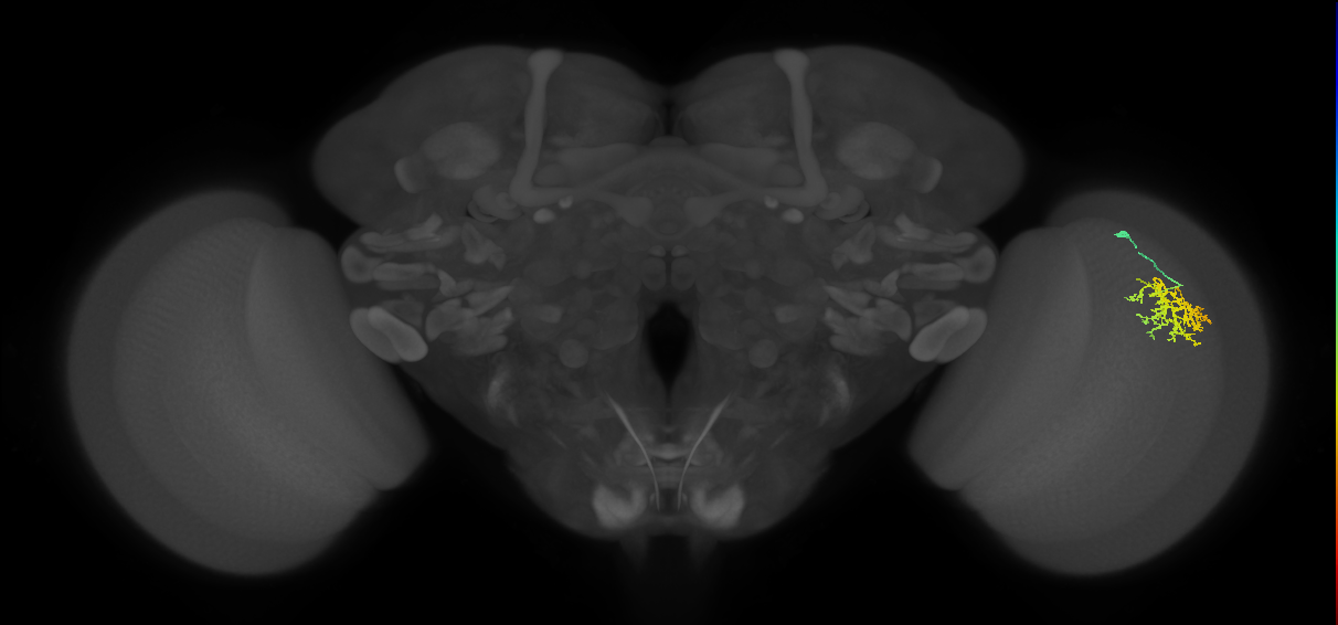 Cm9_R (MaleCNS:56181)