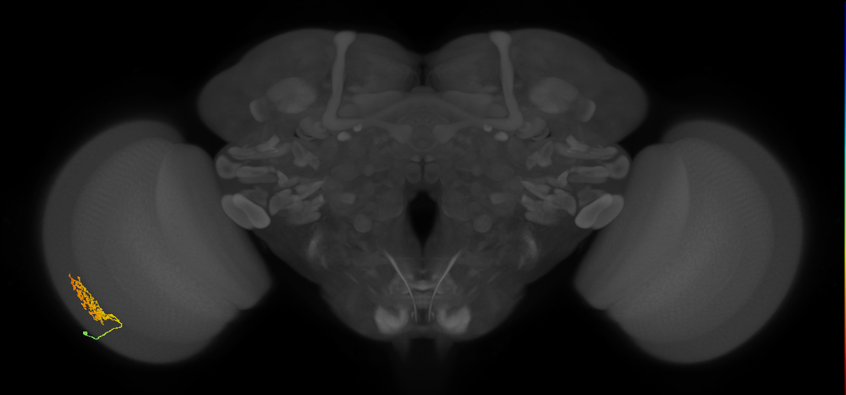 Cm9_L (MaleCNS:32727)