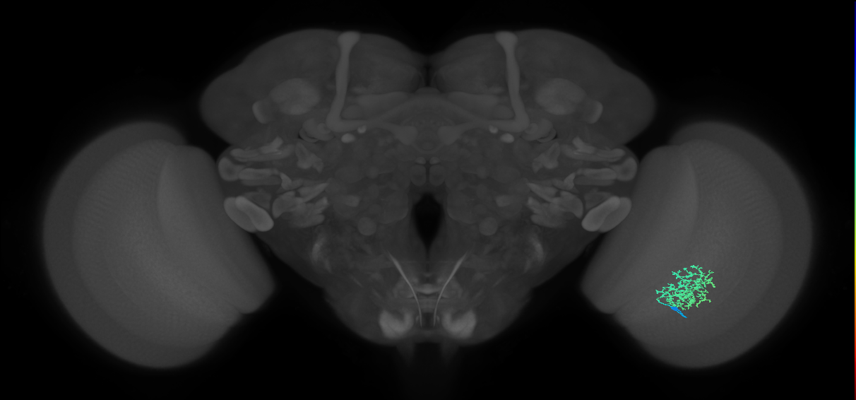 Cm9_R (MaleCNS:57234)