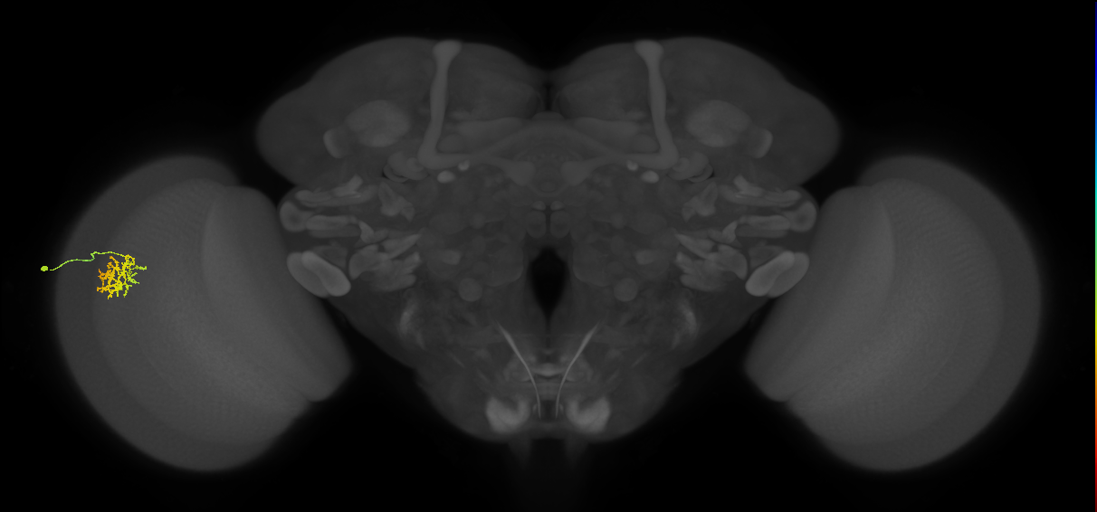 Cm9_L (MaleCNS:519190)