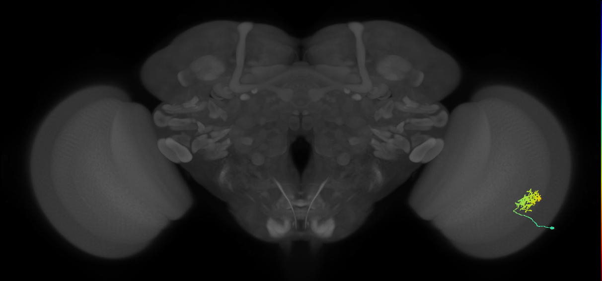Cm9_R (MaleCNS:58107)
