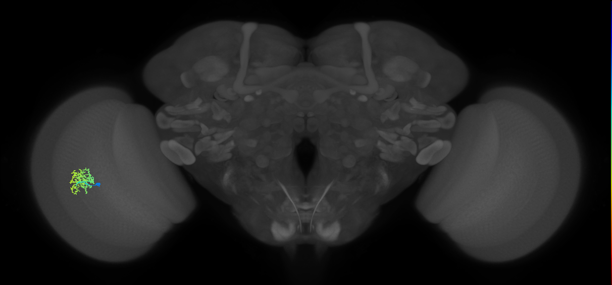 Cm9_L (MaleCNS:166829)