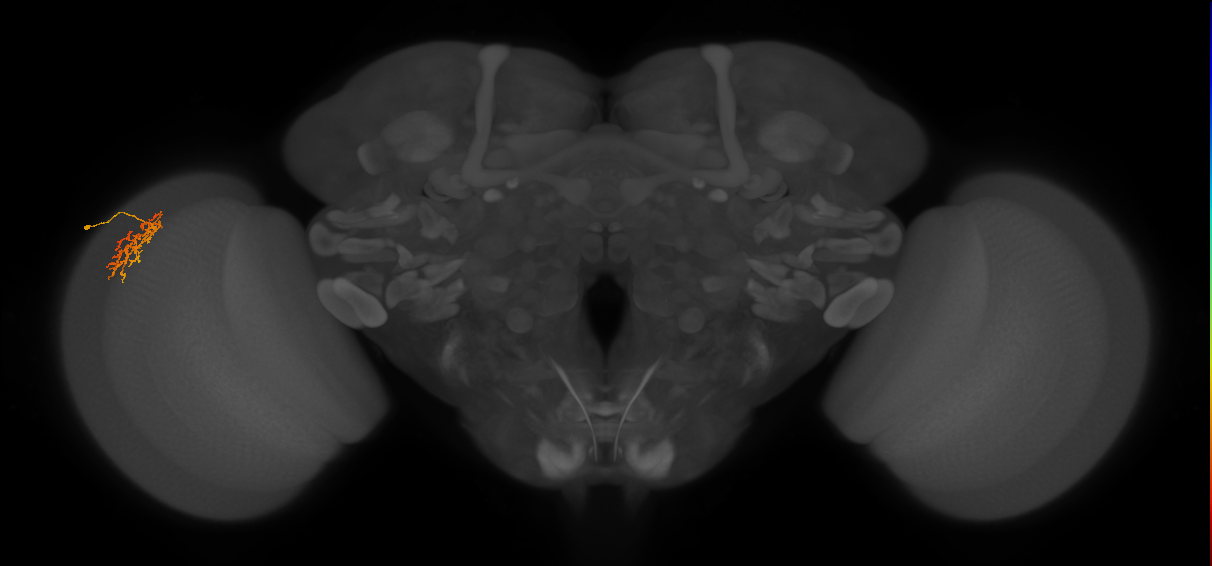 Cm9_L (MaleCNS:534558)