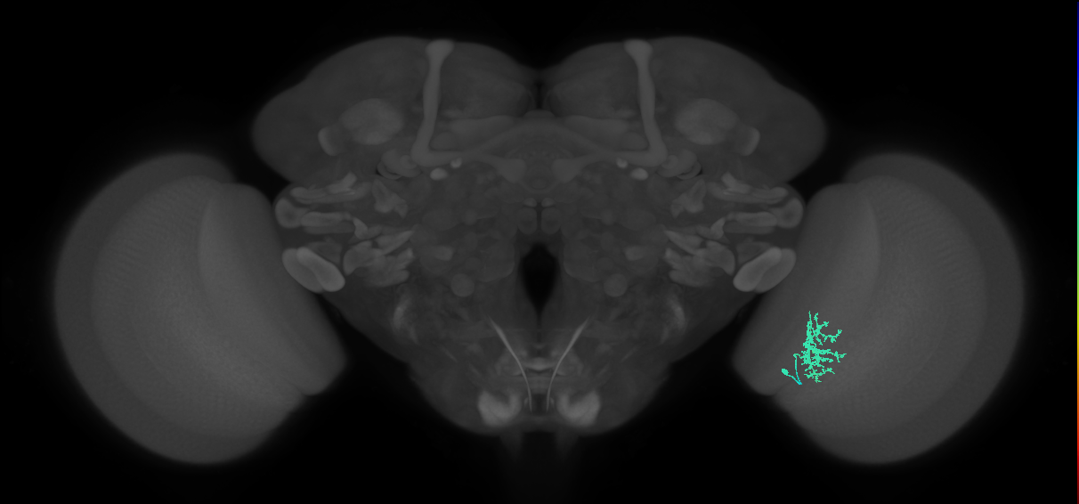 Cm9_R (MaleCNS:79870)