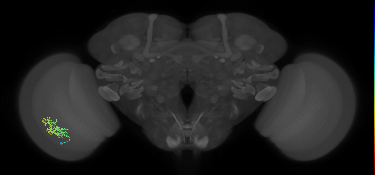Cm9_L (MaleCNS:517824)