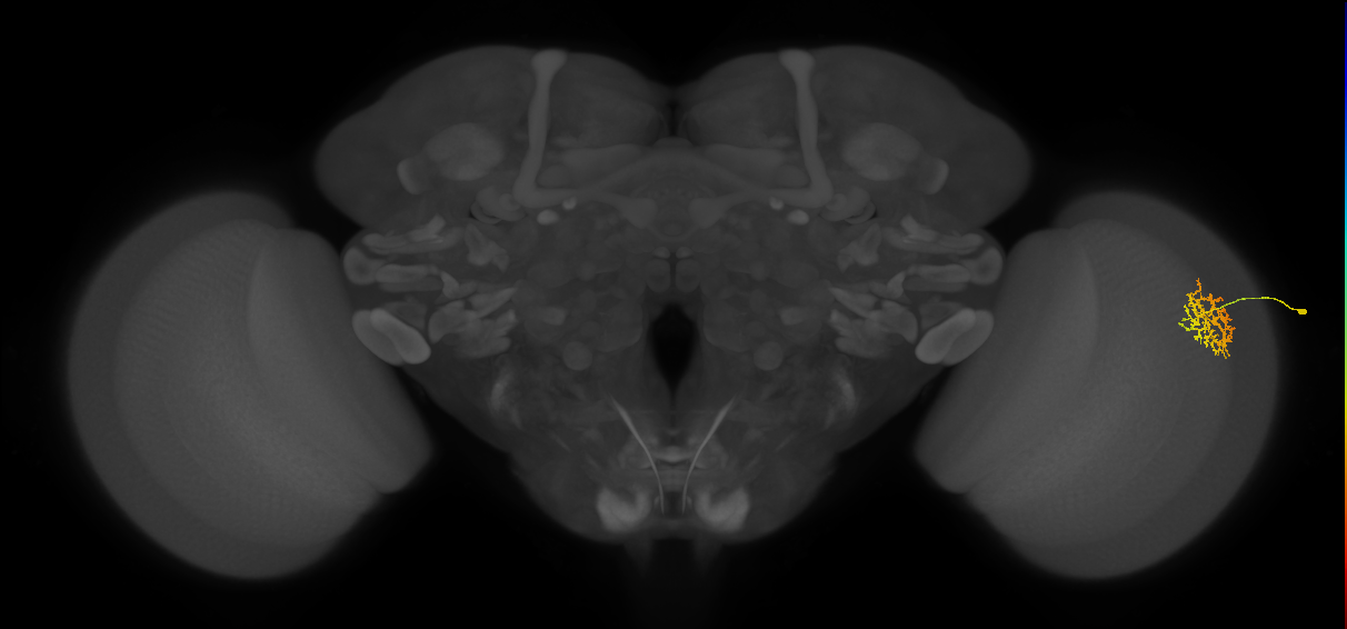 Cm9_R (MaleCNS:105245)