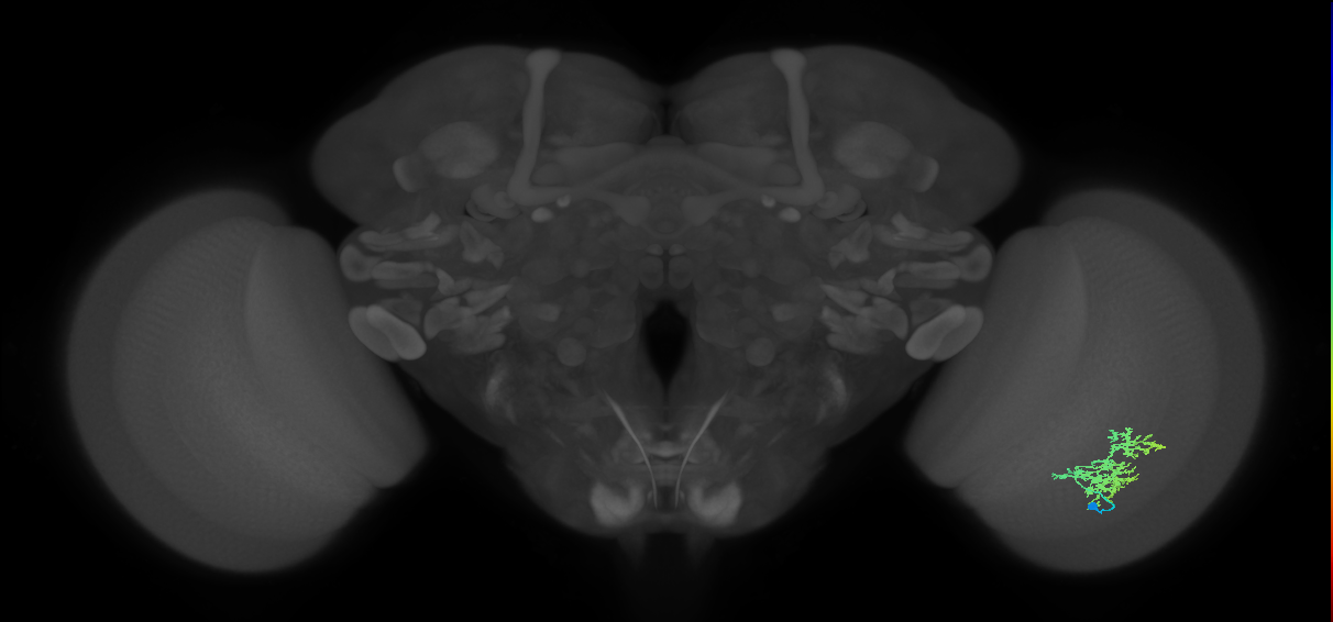 Cm9_R (MaleCNS:45625)