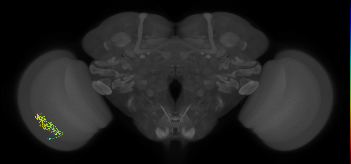 Cm9_L (MaleCNS:40195)
