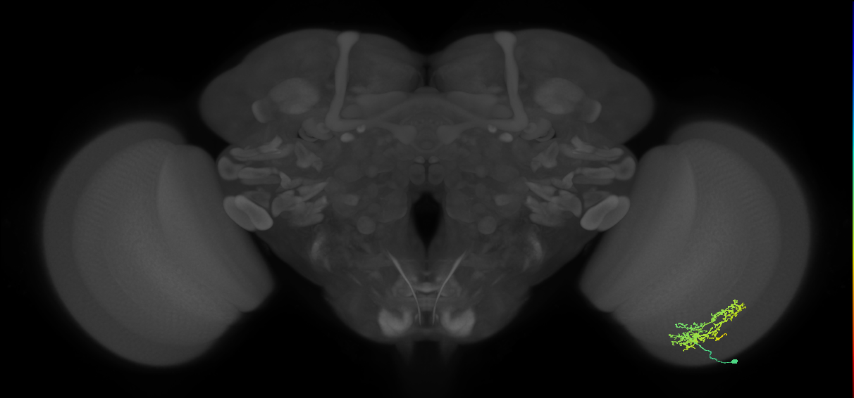 Cm9_R (MaleCNS:54444)