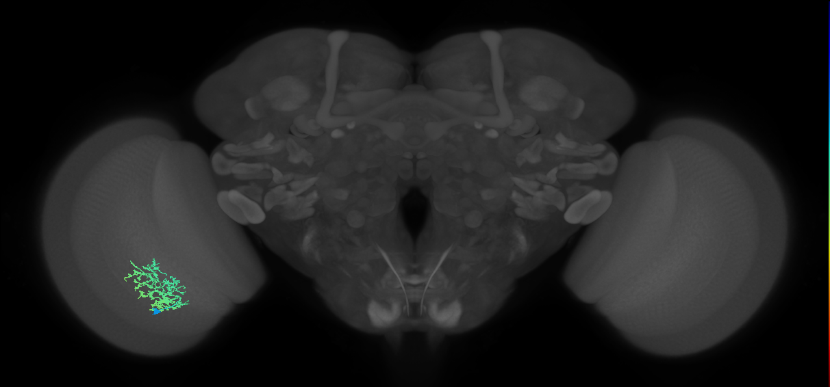 Cm9_L (MaleCNS:44254)