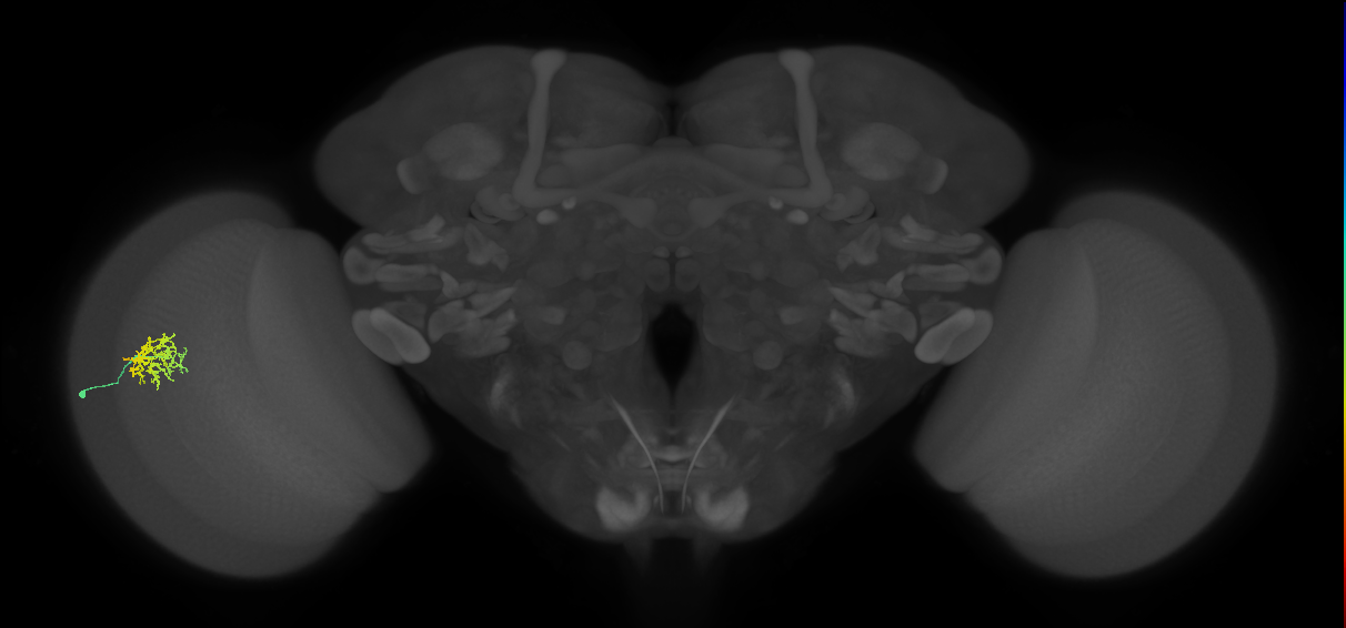 Cm9_L (MaleCNS:172739)