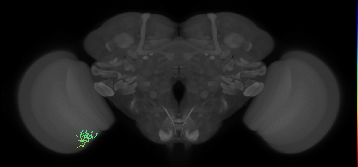Cm9_L (MaleCNS:545791)