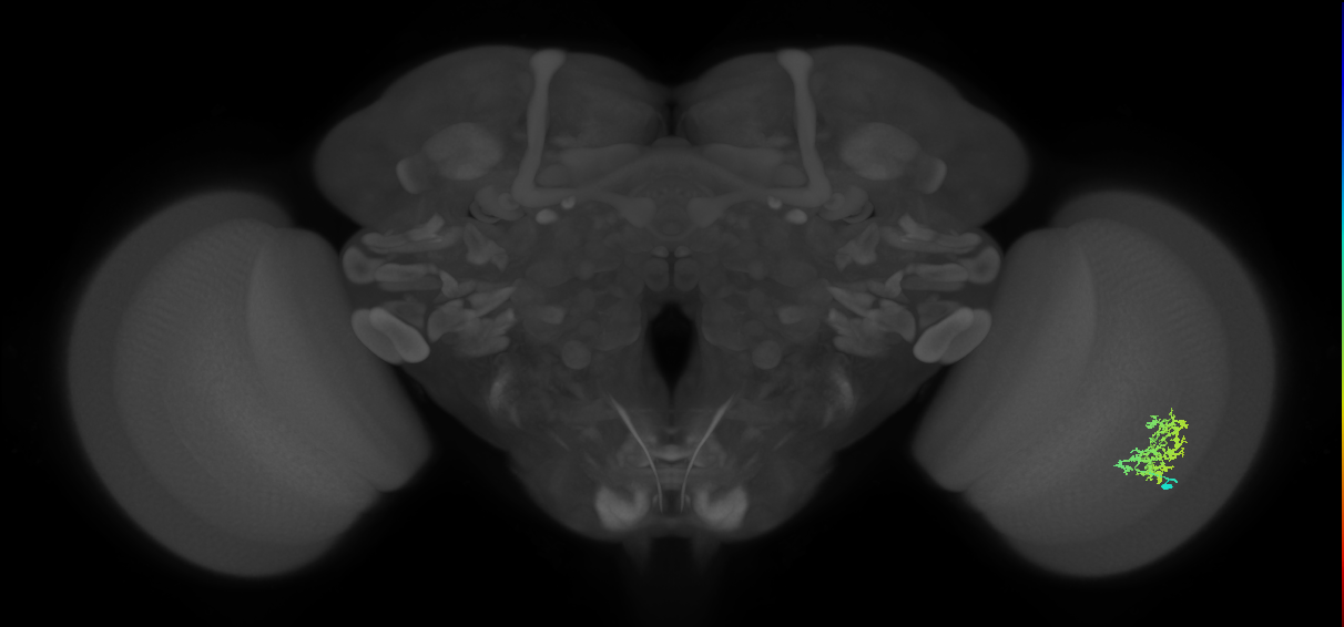 Cm9_R (MaleCNS:77782)