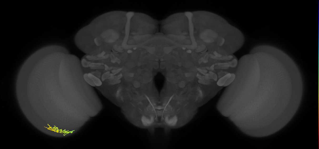 Cm9_L (MaleCNS:84068)