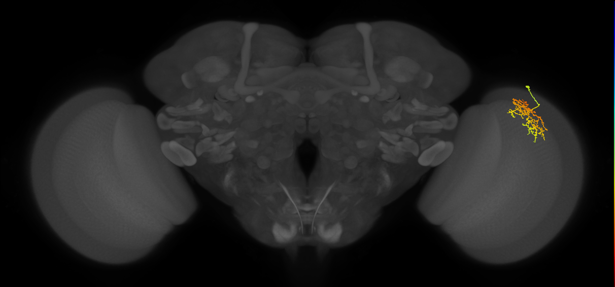 Cm9_R (MaleCNS:66668)
