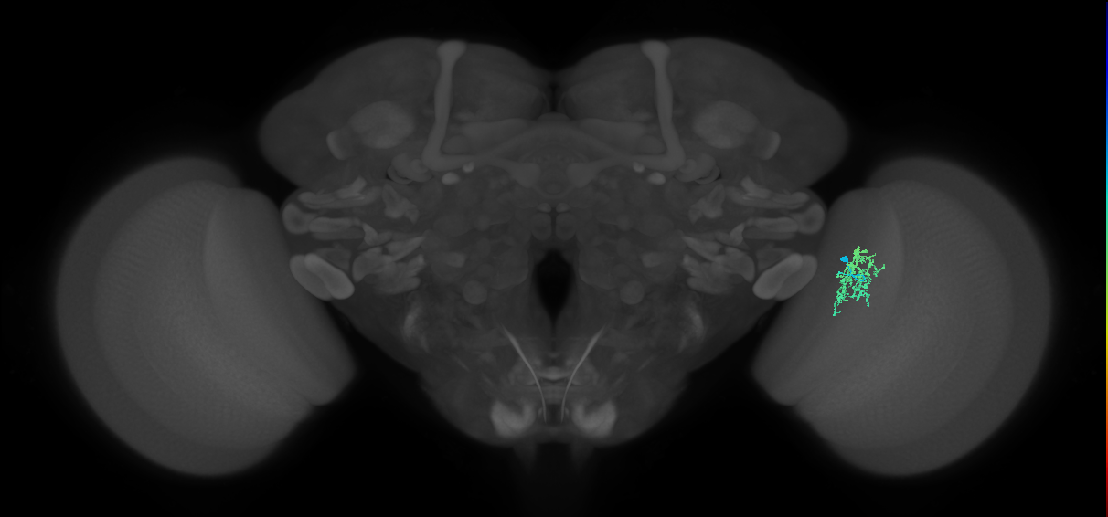 Cm9_R (MaleCNS:110069)