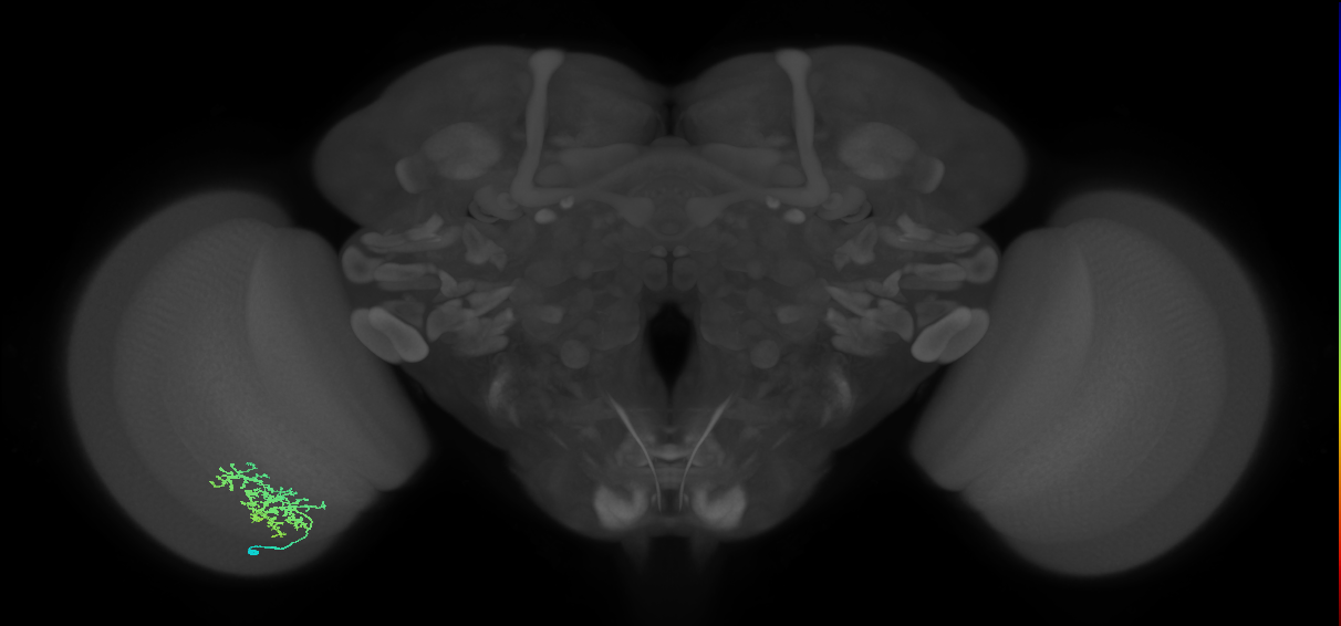Cm9_L (MaleCNS:557938)