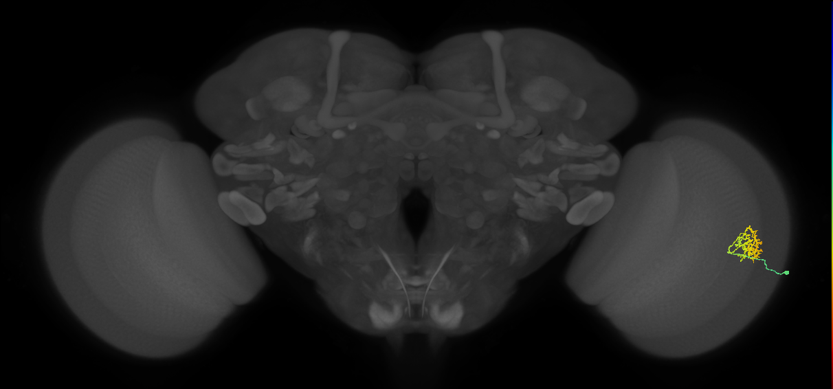 Cm9_R (MaleCNS:71613)