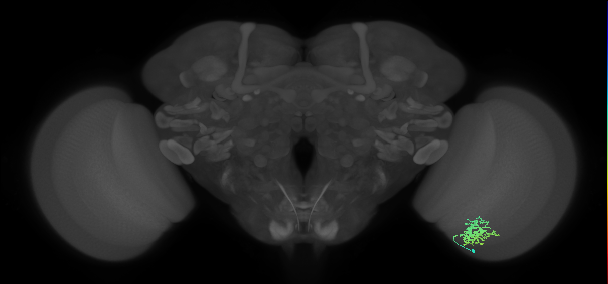 Cm9_R (MaleCNS:62191)