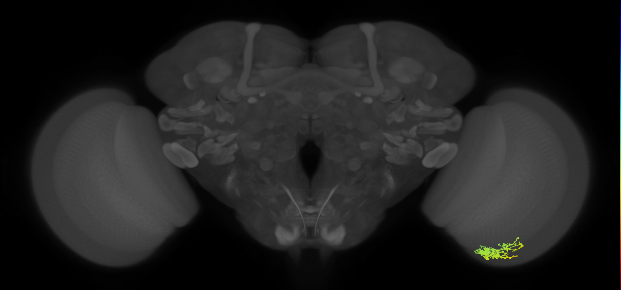Cm9_R (MaleCNS:74639)