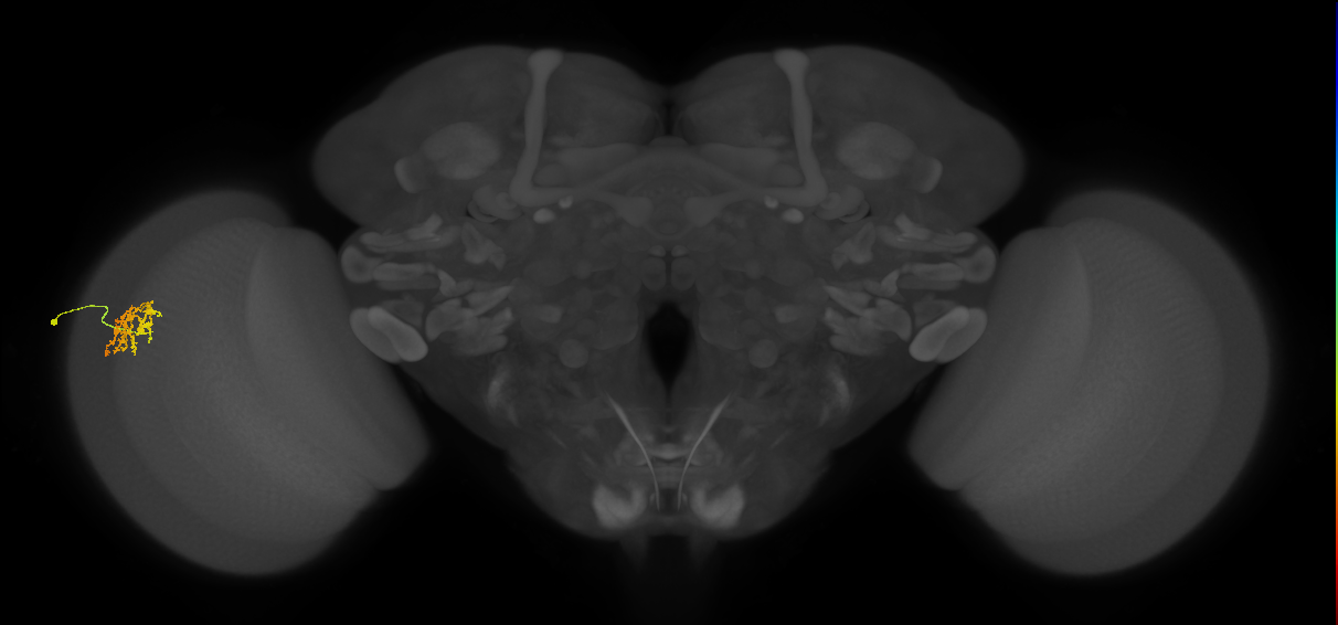 Cm9_L (MaleCNS:95991)