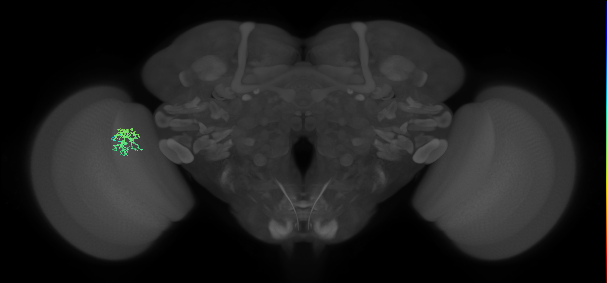 Cm9_L (MaleCNS:446824)