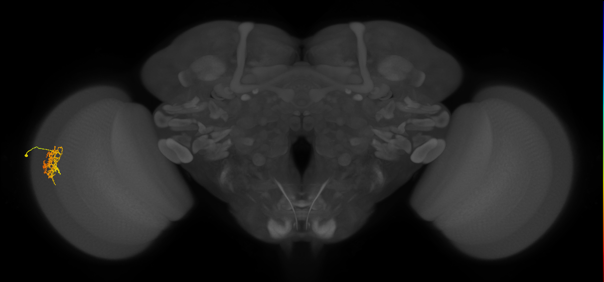 Cm9_L (MaleCNS:65394)
