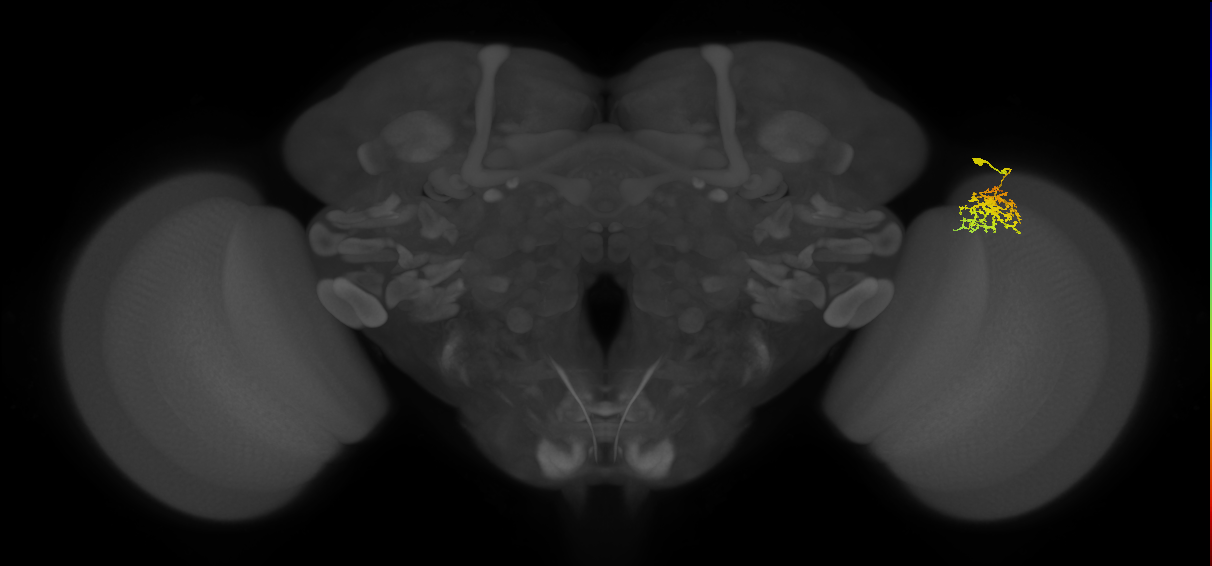 Cm9_R (MaleCNS:62910)