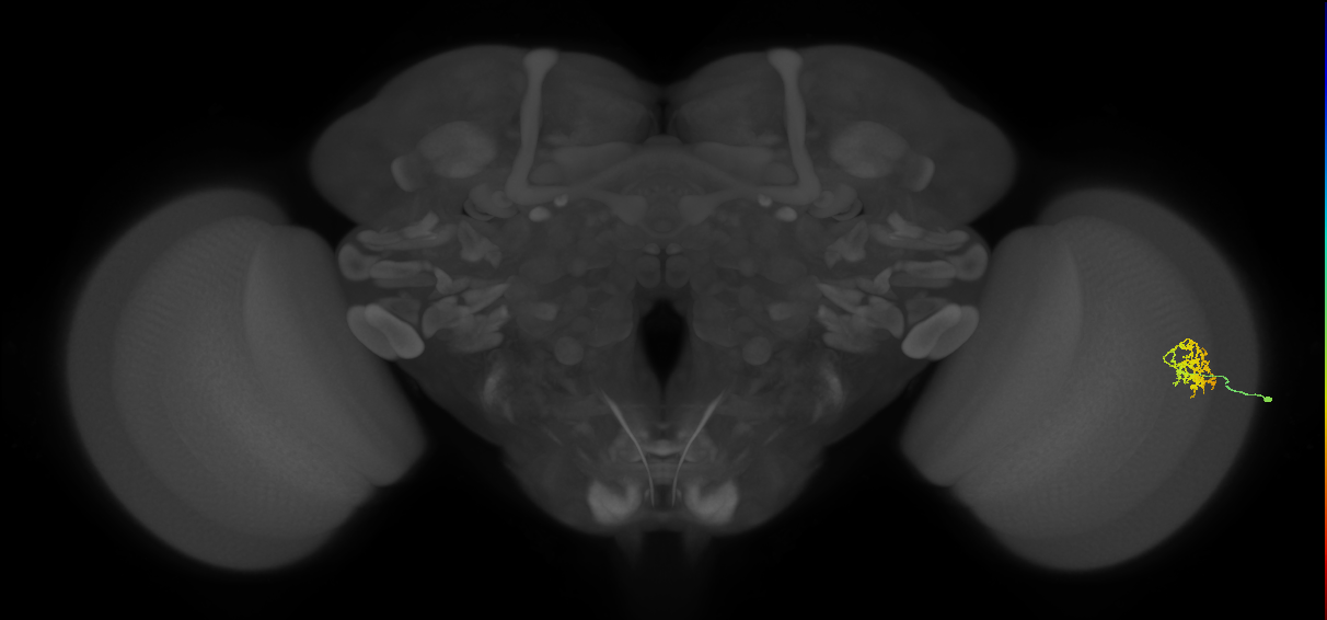 Cm9_R (MaleCNS:74936)