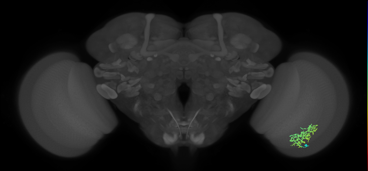 Cm9_R (MaleCNS:47009)