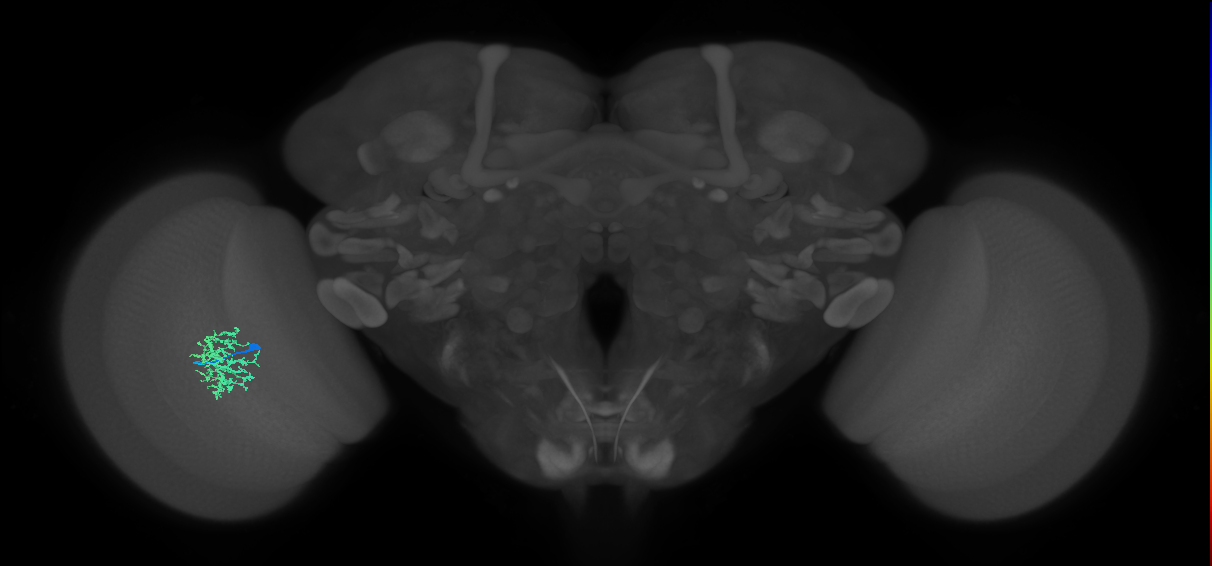 Cm9_L (MaleCNS:58688)