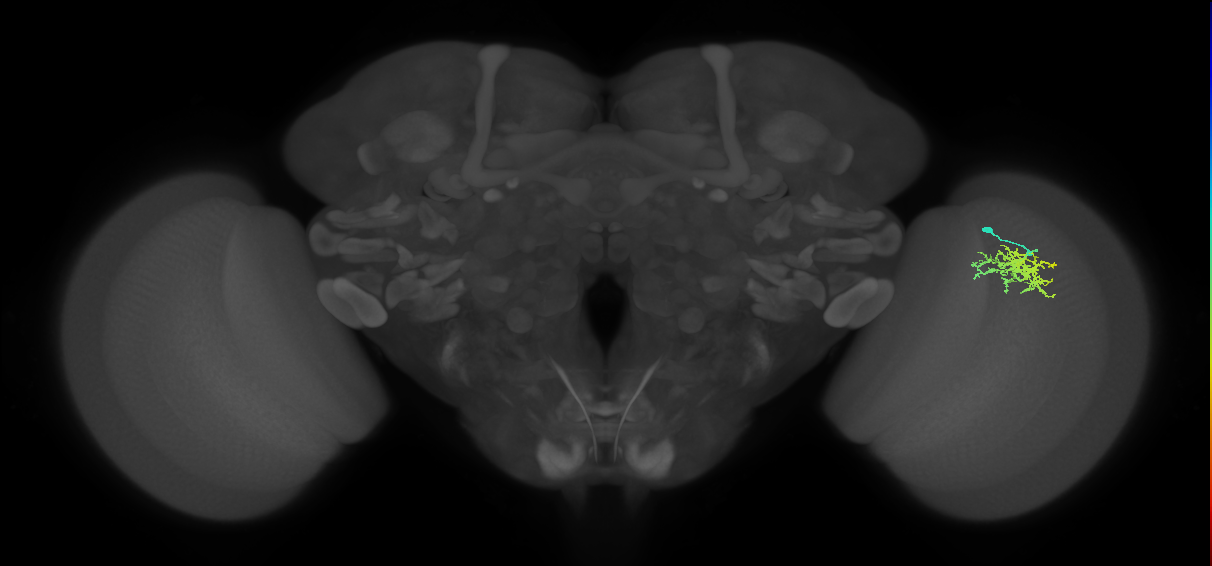 Cm9_R (MaleCNS:65141)