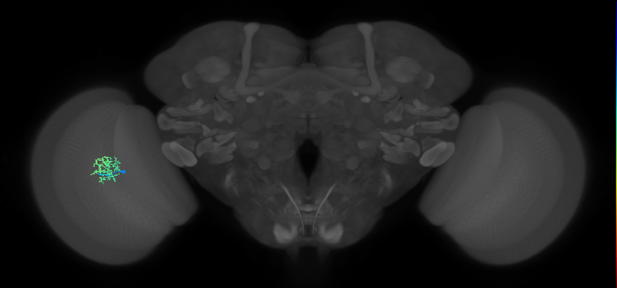 Cm9_L (MaleCNS:85361)
